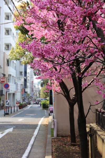 横浜　桜　オススメ　公園　スポット