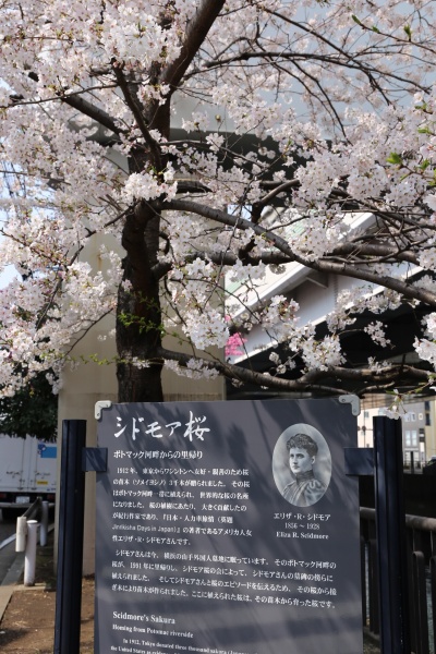 横浜　桜　さくら　スポット　名所　元町　